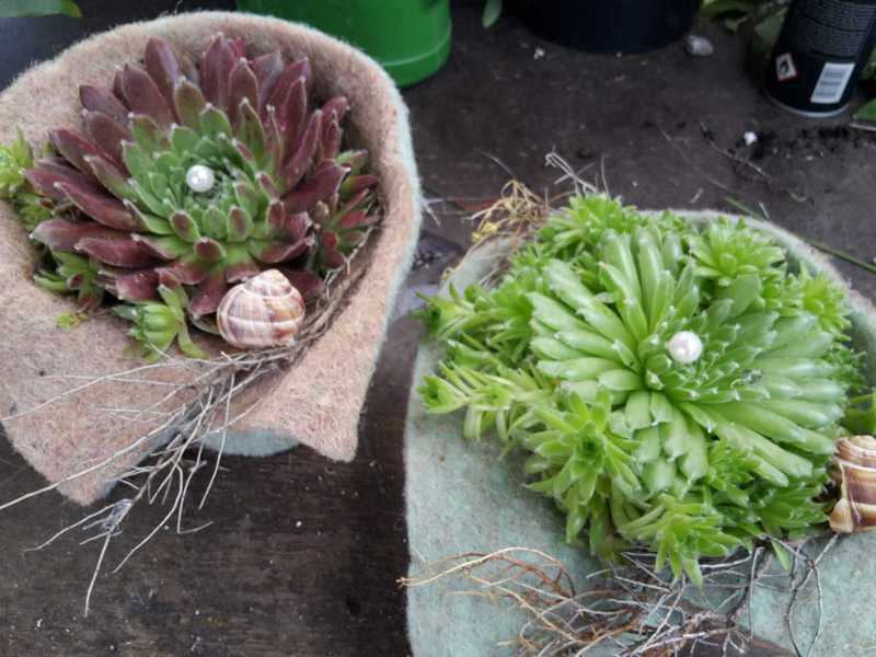 Bunte Blumenarrangements